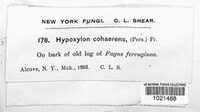 Annulohypoxylon cohaerens image